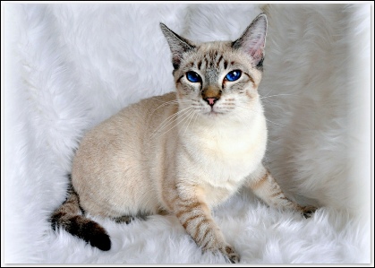 Siamese Cat Color Chart