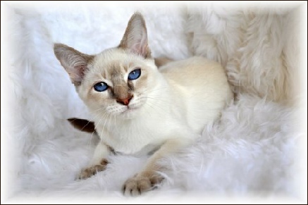 Types Of Siamese Cat Colors